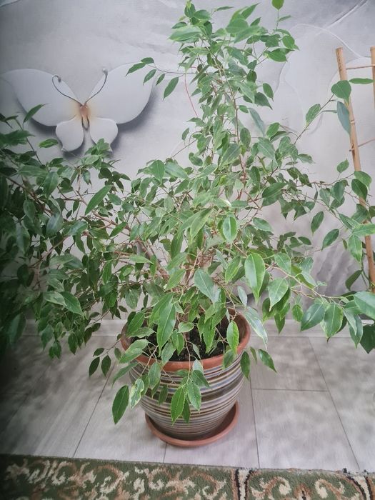 Фикус Бенджамина пёстрый