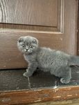 Кошка скотиш фолд