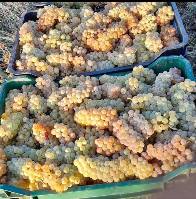 Vand struguri de vin