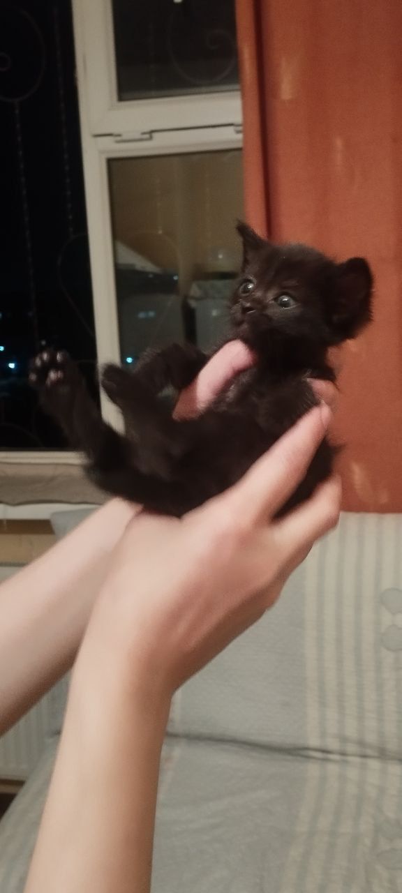 Продам чистокровную Бамбейскую котёнку