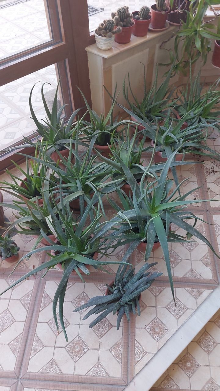 Алое вера, Aloe vera guli 50000