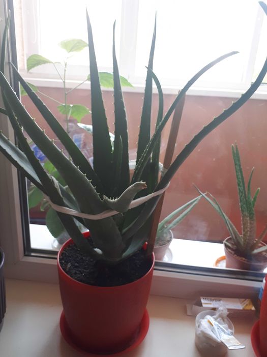продам красивые комнатные растения