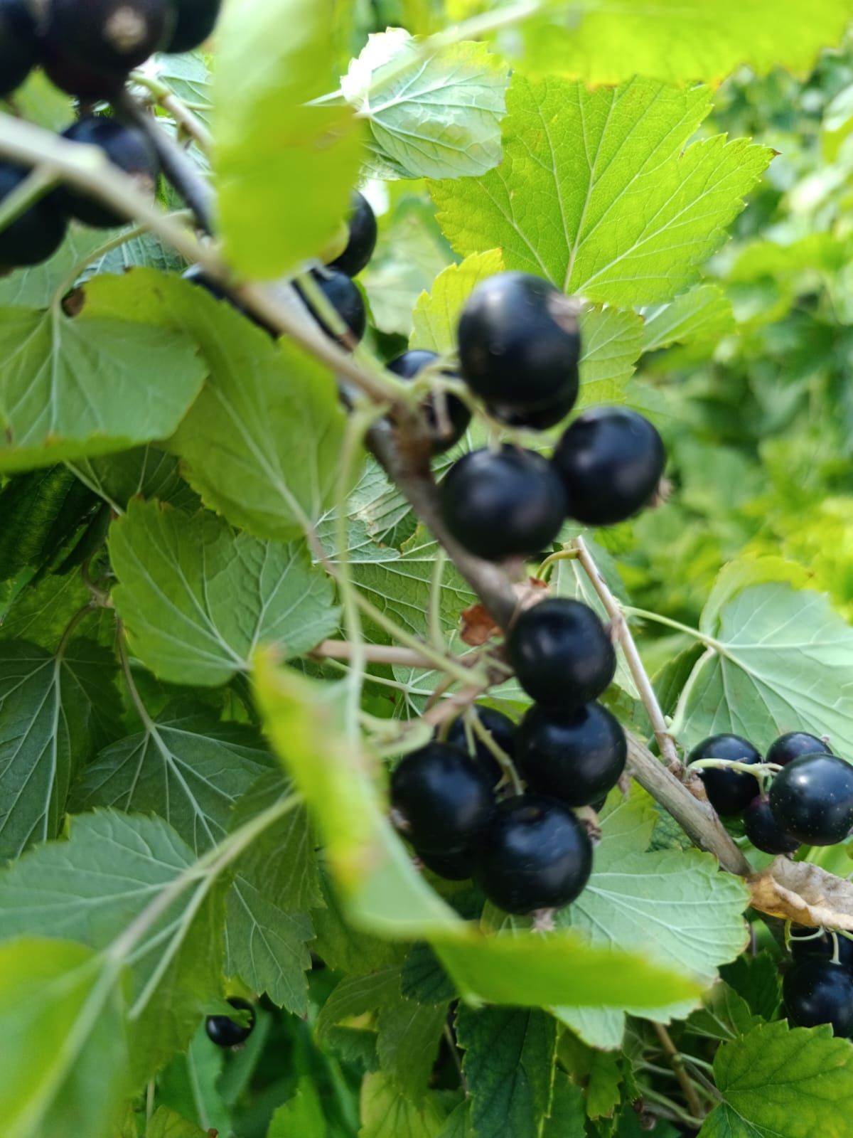 Дачная смородина, продам дачную крупную черную смородину