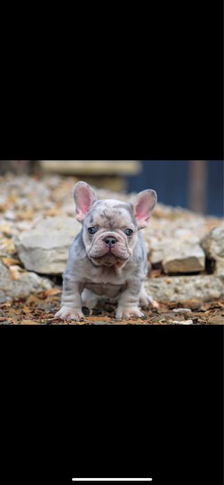 Bulldog francez merle
