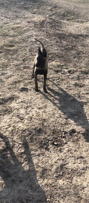 Бельгеийская овчарка