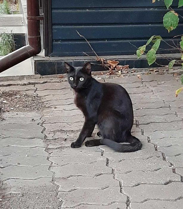 Кошка чёрная,  любящую семью