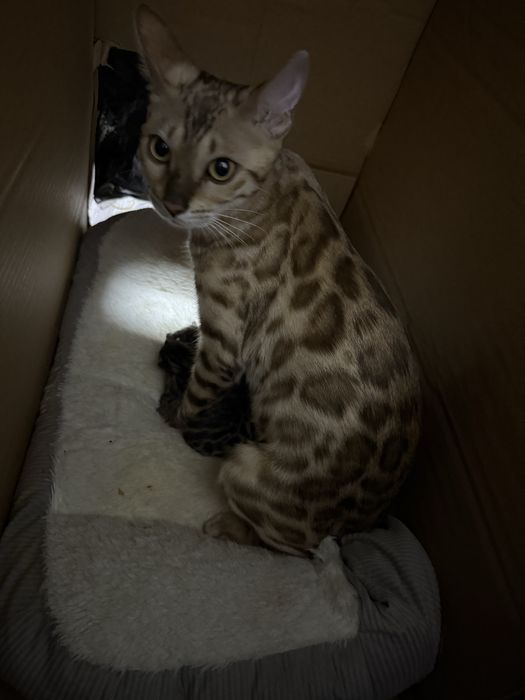 Бенгал мушукчалар тоза зотли