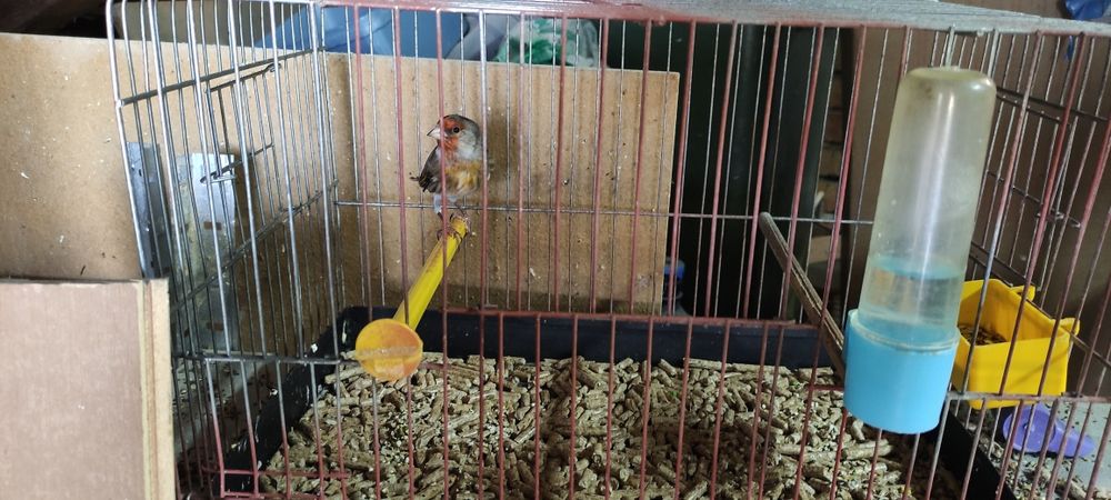 Хибрид от Щиглец