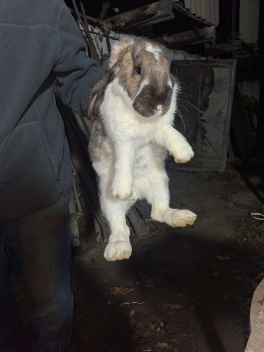 Продам кроликов 5 месяцев