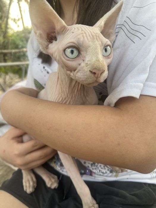 сфинкс 7 месяцев мальчик