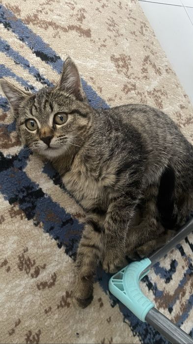 Отдам в добрые руки двух кошечек