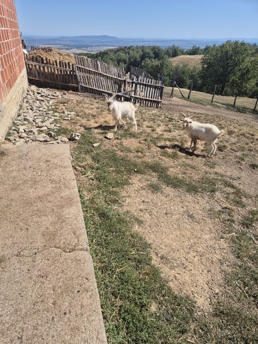 Tapi tineri și sase capre