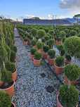 Plante de grădină cu rată de prindere 100% – calitate garantată