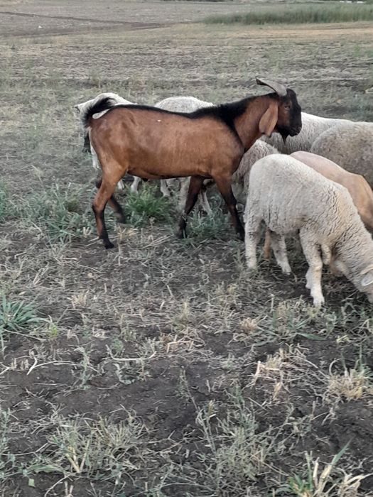Vând țap anglo nubian