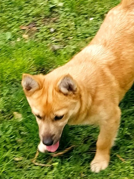 Продавам женско кученце