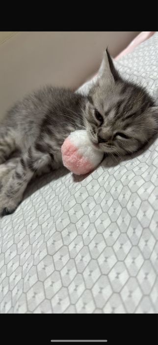 Продам котенка вислоухи