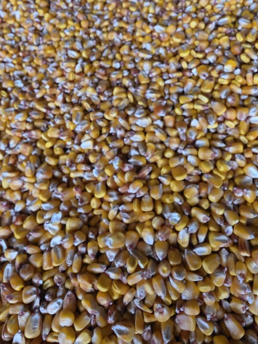 Vand boabe de porumb