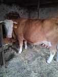 Vaca baltata romaneasca