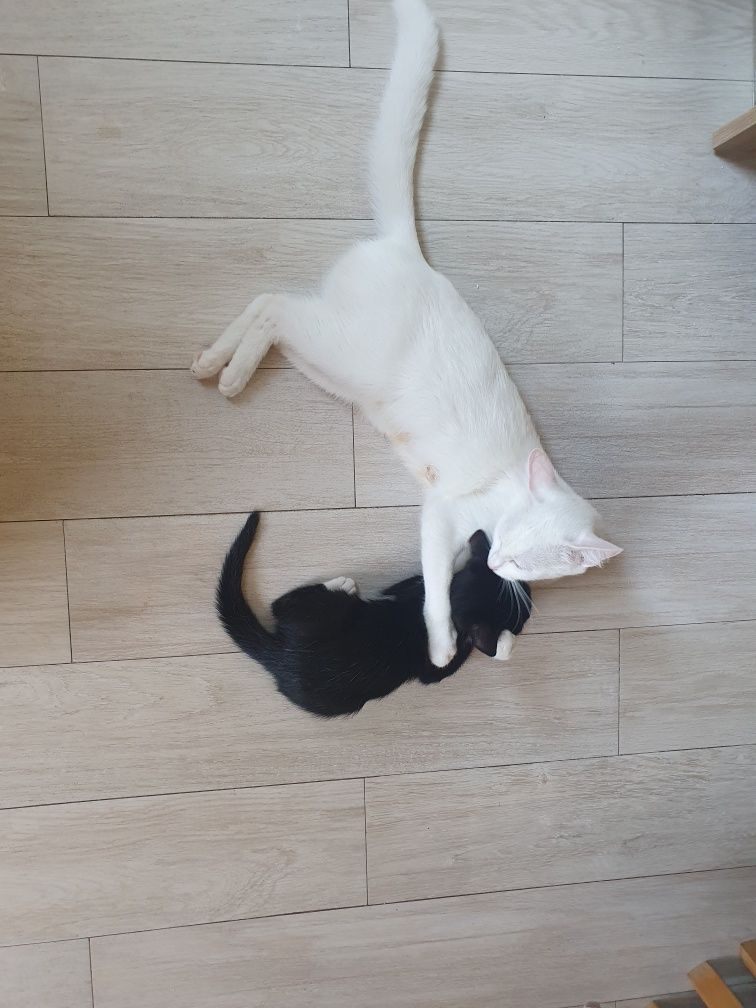 Подарявам котета