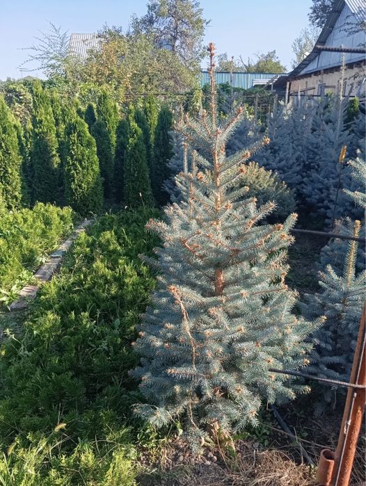 Туи ели самшит от саженцев до больших деревьев