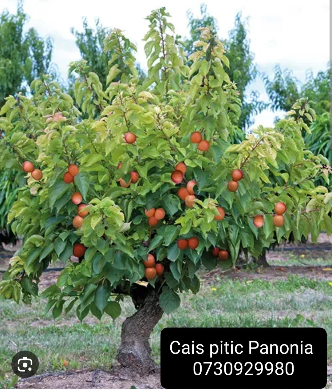 Pomi fructiferi Pitici anul 3 de vegetație.