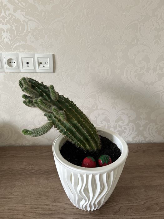 Продам кактус, большой