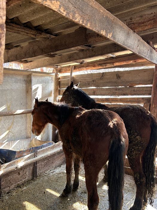 Соғымға 4 бас жылқы сатымын