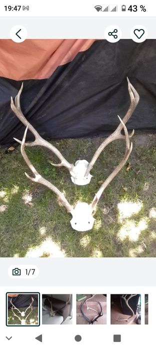 Vând coarne, trofeu