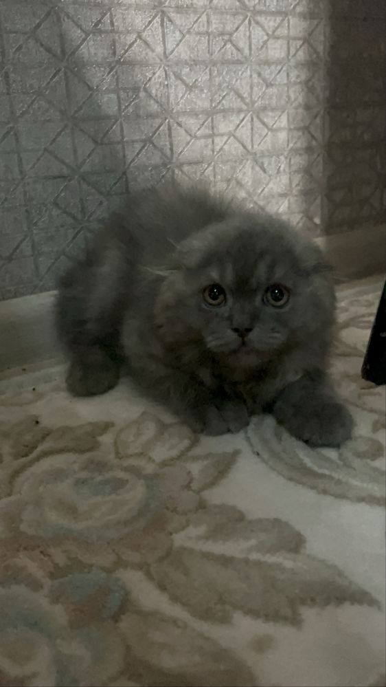 Котенок продается