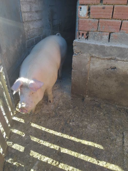 Продавам  нерез на 11 месе