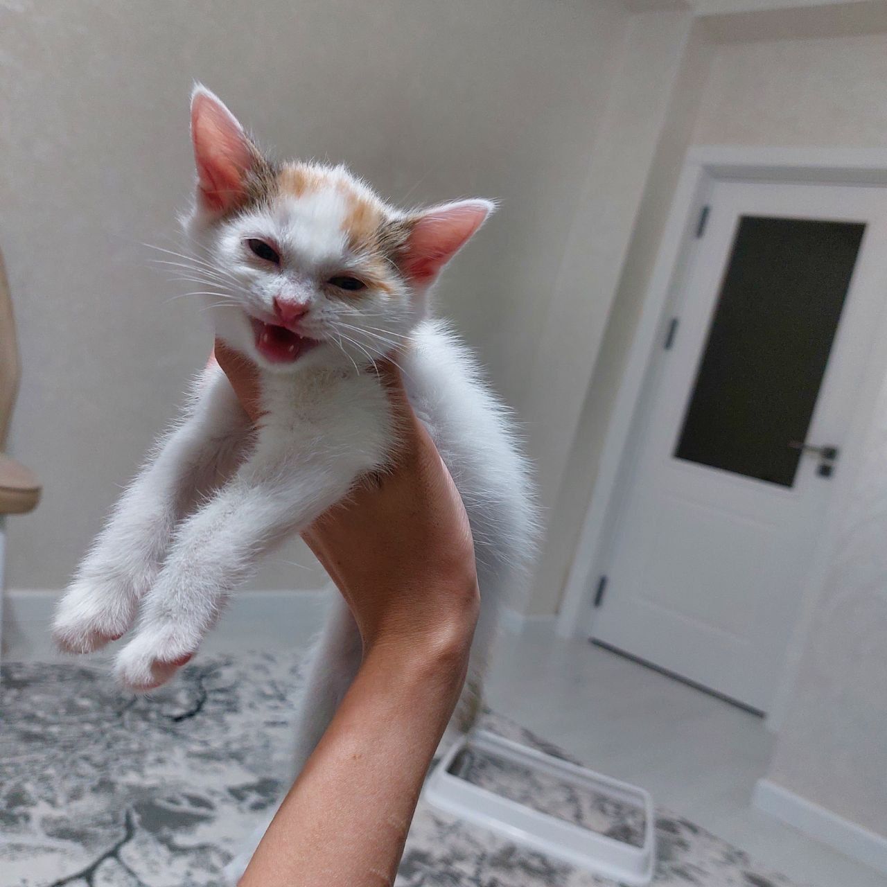 отдам даром  котят  / кошку