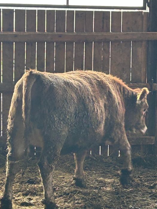 Vând vitei informați la telefon