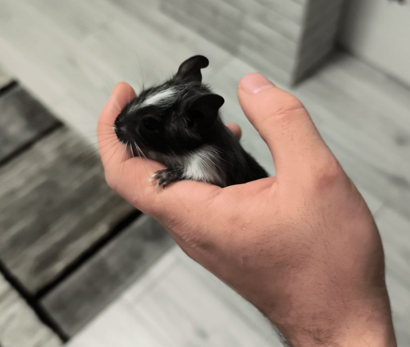 Vând pui veverițe degu