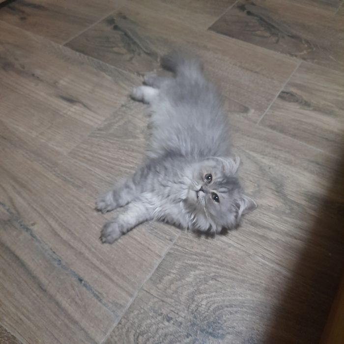 Pisicuta Persană cu pedigree