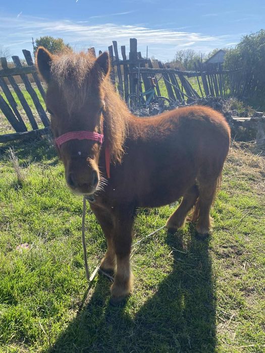 Vand ponei talie mica