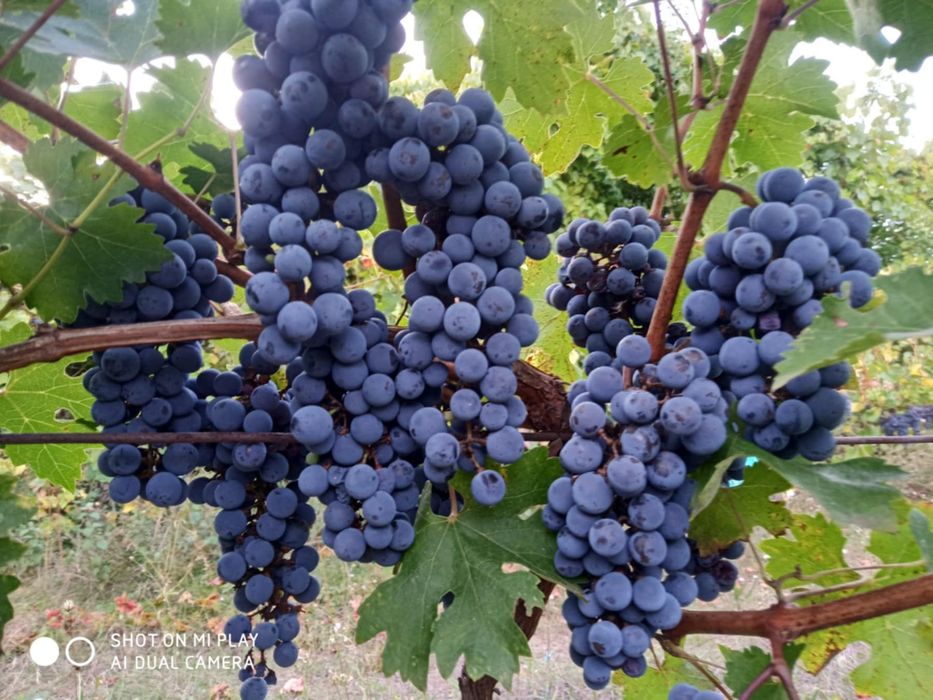 БИО грозде Мерло и Каберне
