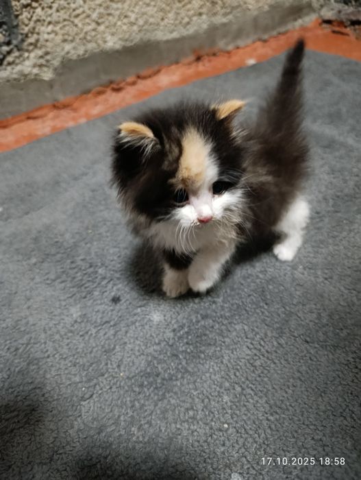 Отдам брошенного котенка
