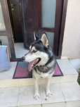 Caine mascul Husky - Malamut