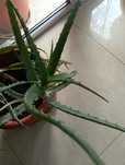 Plante interior, exterior
