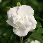 Hibiscus roz,lila,violet cu floare batuta