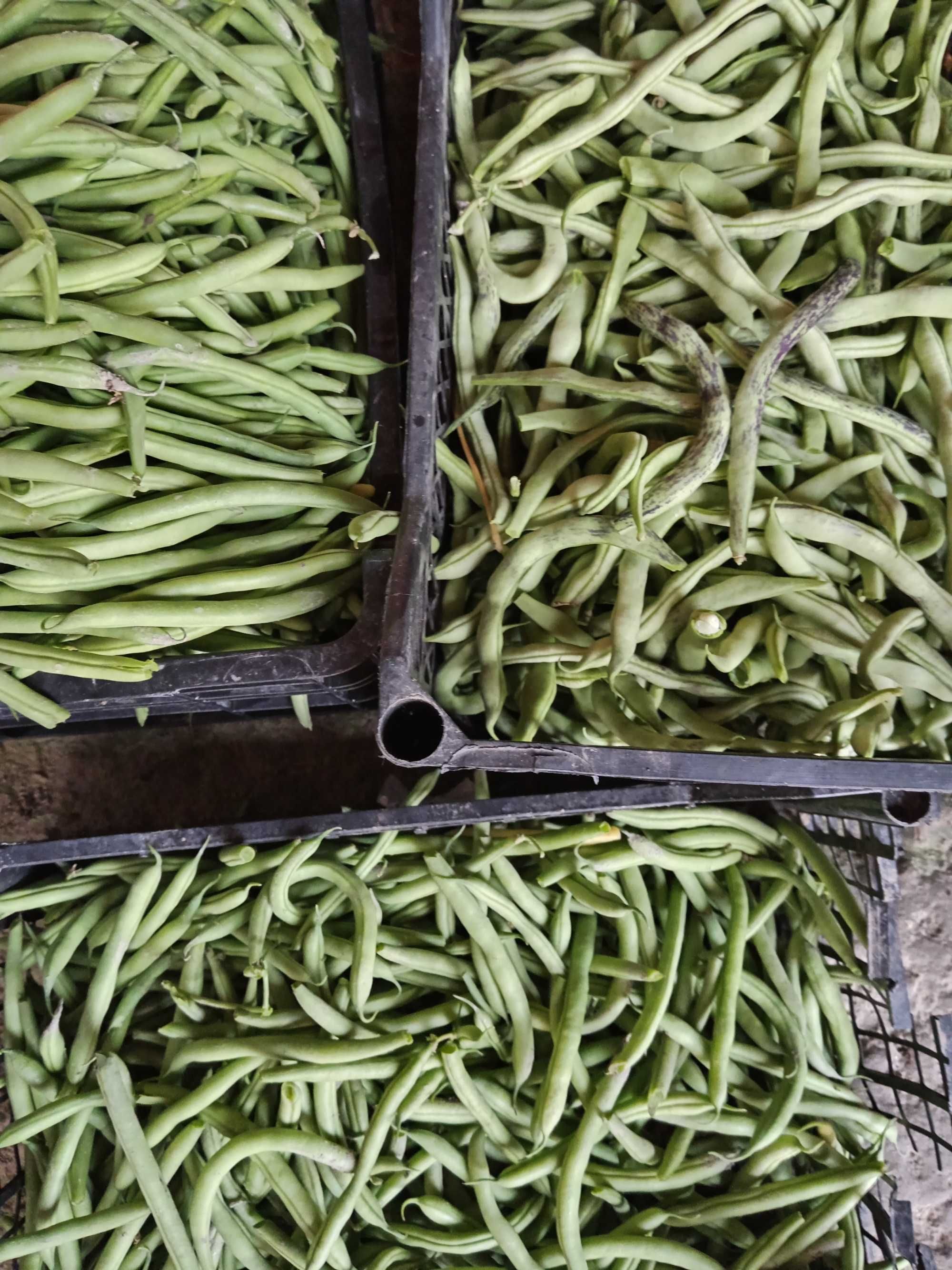 Pastai de vanzare