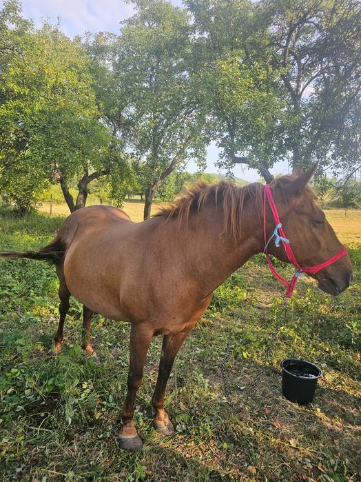 Vand iapa. Mai multe detali la telefon.