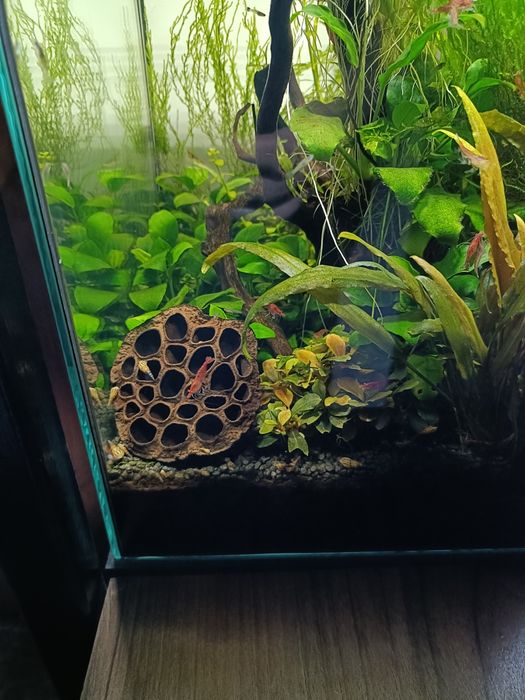 Creveti rosii acvariu red cherry