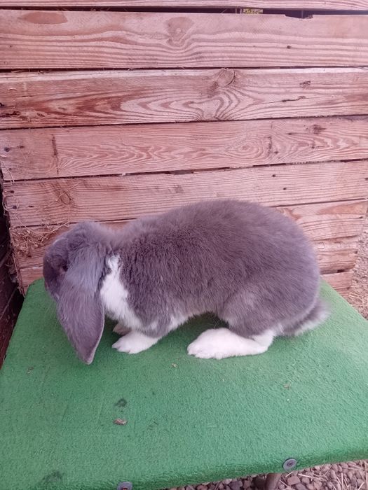 Vand sau schimb iepuri berbec german