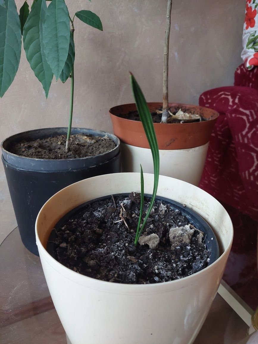 Anthurium Flamingo Palmier curmal , Pomelo