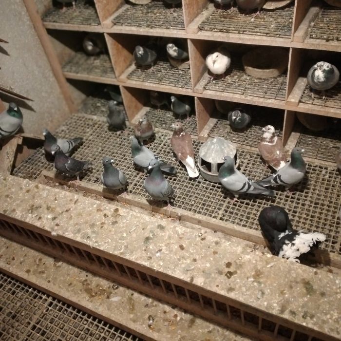 Vând pui porumbei voiajori 2025