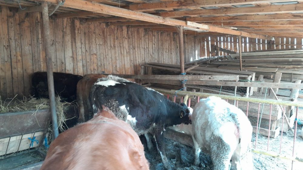 Vând viței în viu sau carcasă