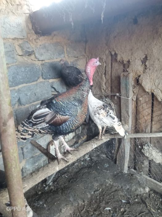 Продам индюков 
Тел. 8707