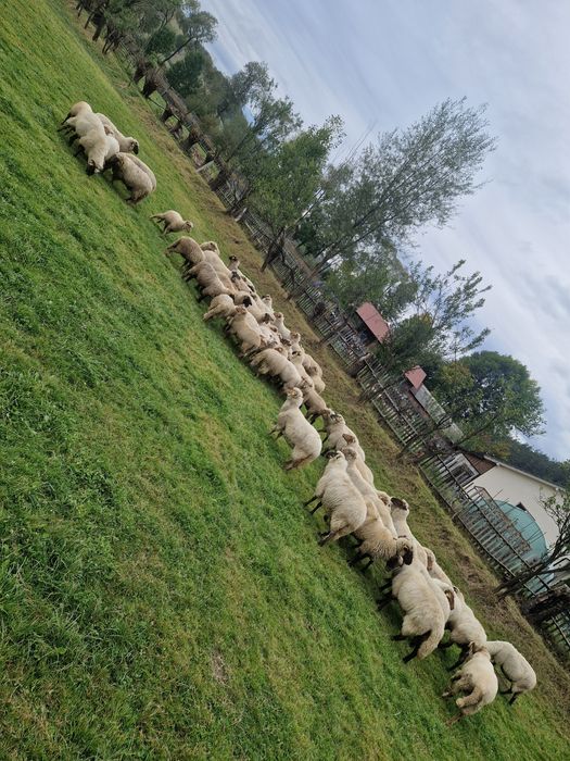 Oi țigăi de vanzare