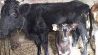 Продам корову с подсосным телёнком